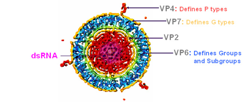 Structuur rotavirus